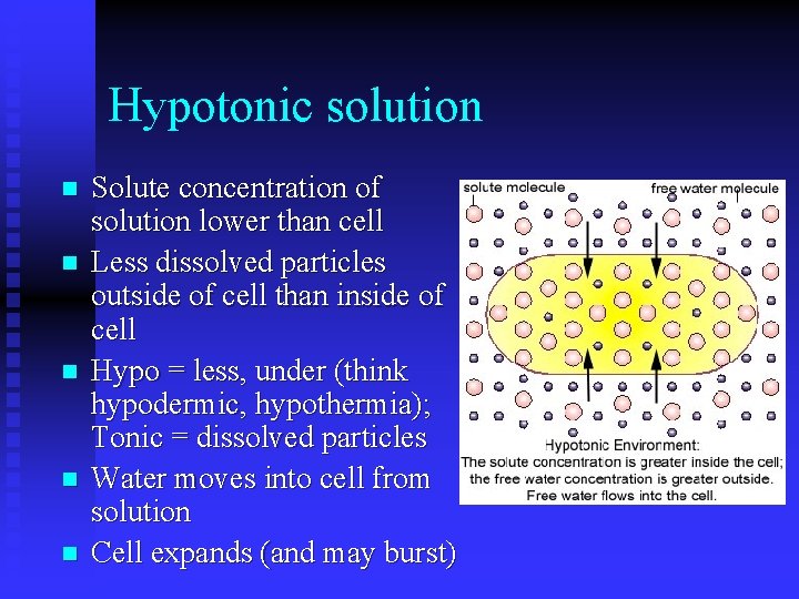 Hypotonic solution n n Solute concentration of solution lower than cell Less dissolved particles