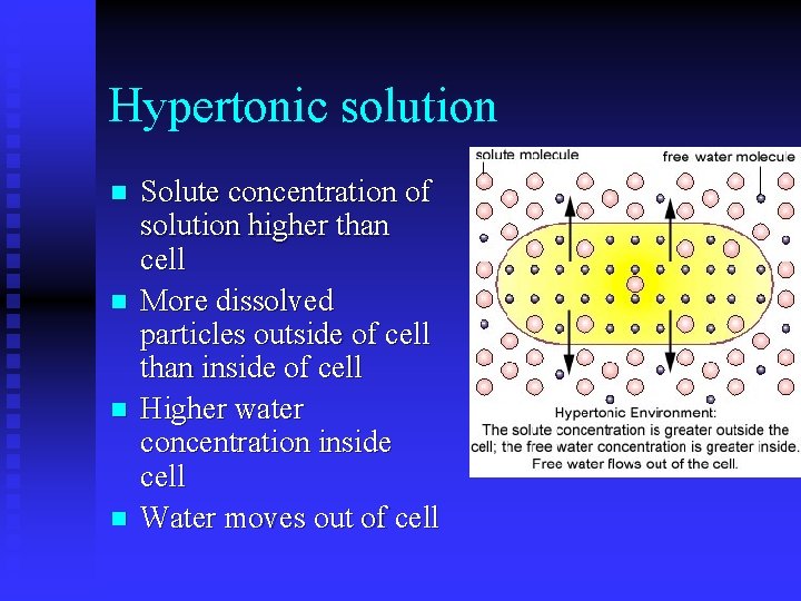 Hypertonic solution n n Solute concentration of solution higher than cell More dissolved particles