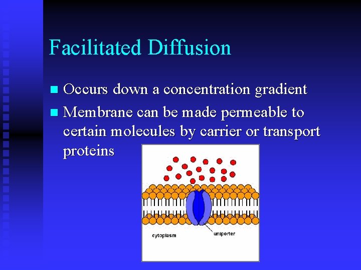 Facilitated Diffusion Occurs down a concentration gradient n Membrane can be made permeable to