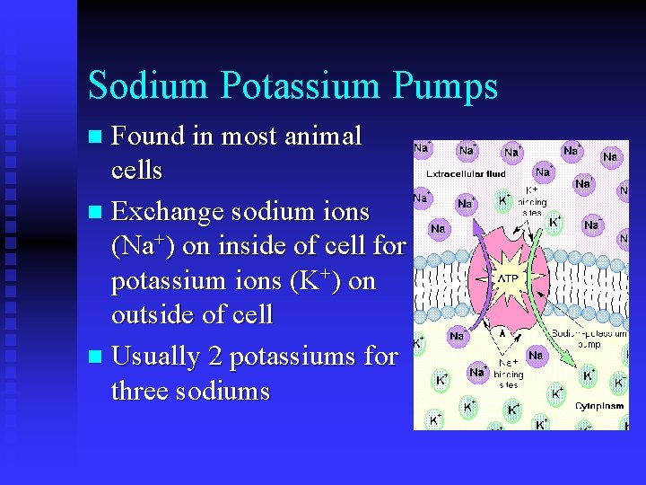 Sodium Potassium Pumps Found in most animal cells n Exchange sodium ions (Na+) on