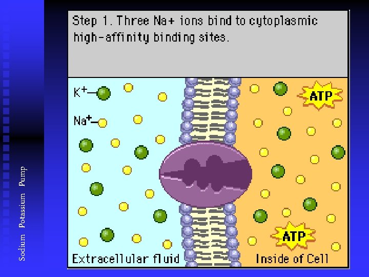 Sodium Potassium Pump 