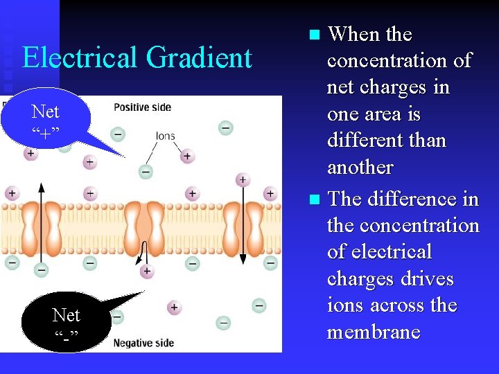 Electrical Gradient Net “+” Net “-” When the concentration of net charges in one