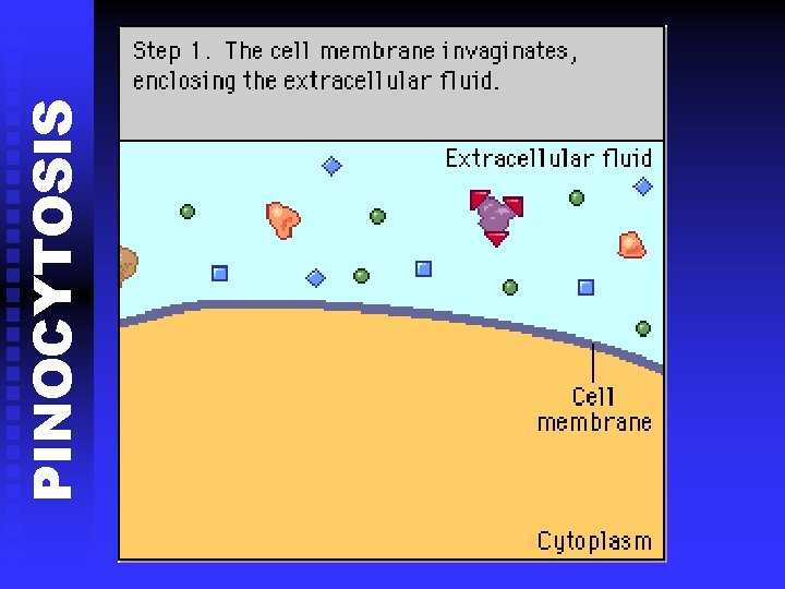 PINOCYTOSIS 