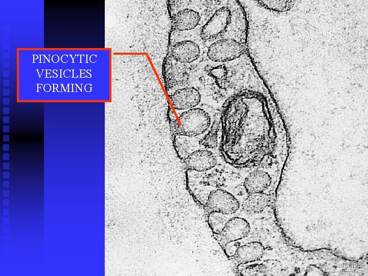 PINOCYTIC VESICLES FORMING 