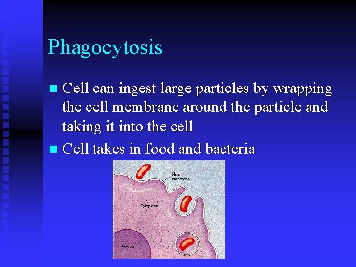 Phagocytosis Cell can ingest large particles by wrapping the cell membrane around the particle