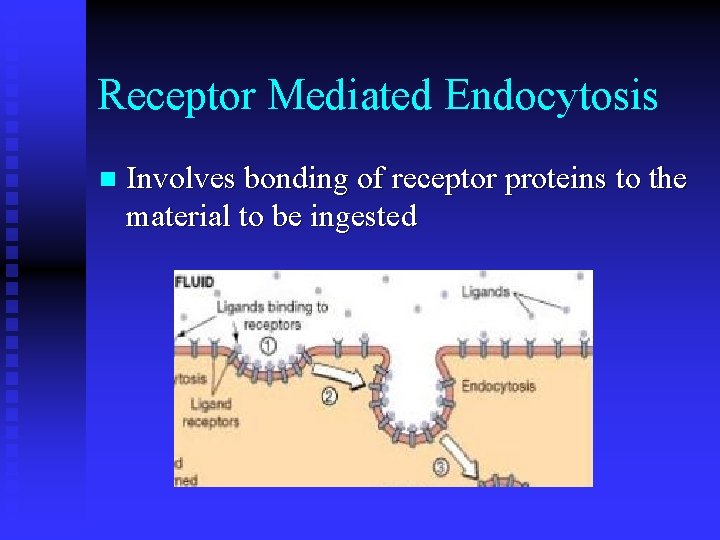Receptor Mediated Endocytosis n Involves bonding of receptor proteins to the material to be