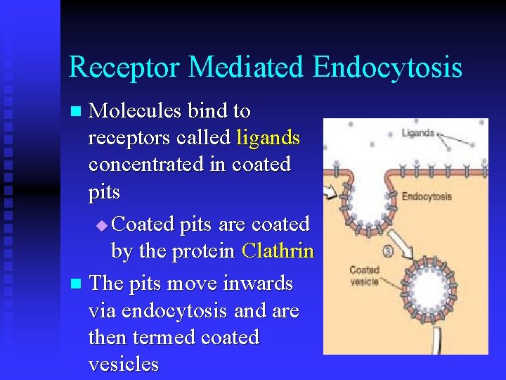 Receptor Mediated Endocytosis Molecules bind to receptors called ligands concentrated in coated pits u