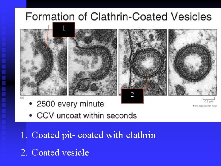1 2 1. Coated pit- coated with clathrin 2. Coated vesicle 