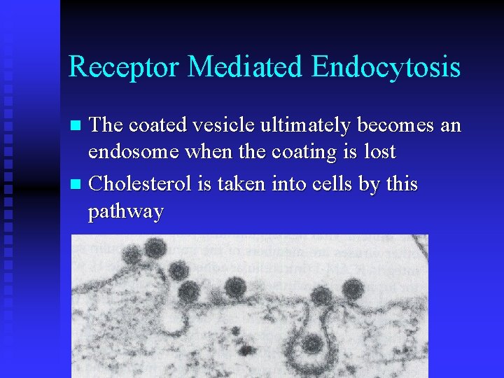 Receptor Mediated Endocytosis The coated vesicle ultimately becomes an endosome when the coating is