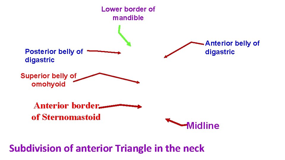 Lower border of mandible Anterior belly of digastric Posterior belly of digastric Superior belly