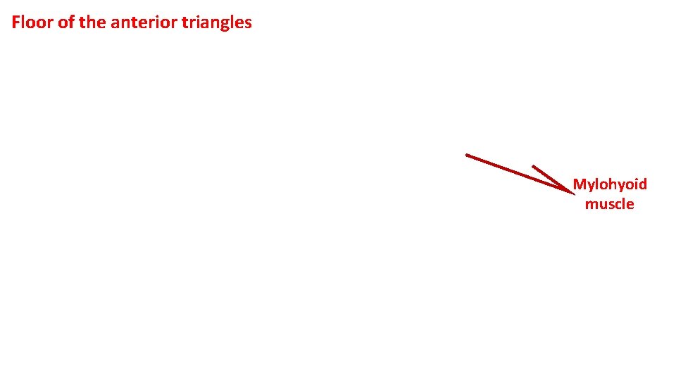 Floor of the anterior triangles Mylohyoid muscle 