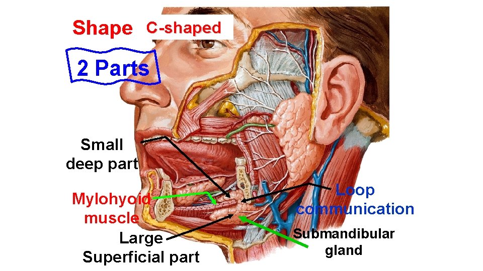 Shape C-shaped 2 Parts Small deep part Mylohyoid muscle Large Superficial part Loop communication