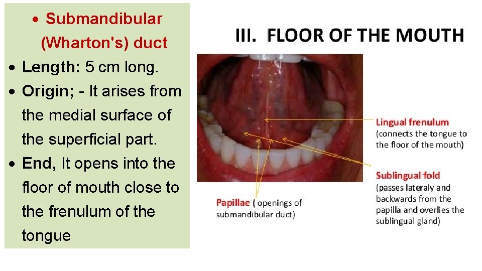  Submandibular (Wharton's) duct Length: 5 cm long. Origin; - It arises from the