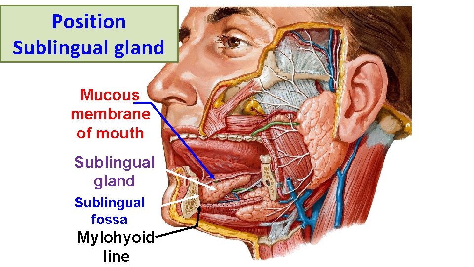 Position Sublingual gland Mucous membrane of mouth Sublingual gland Sublingual fossa Mylohyoid line 