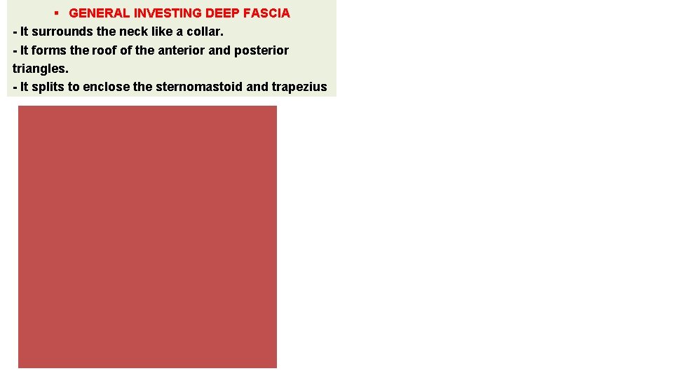  GENERAL INVESTING DEEP FASCIA - It surrounds the neck like a collar. -