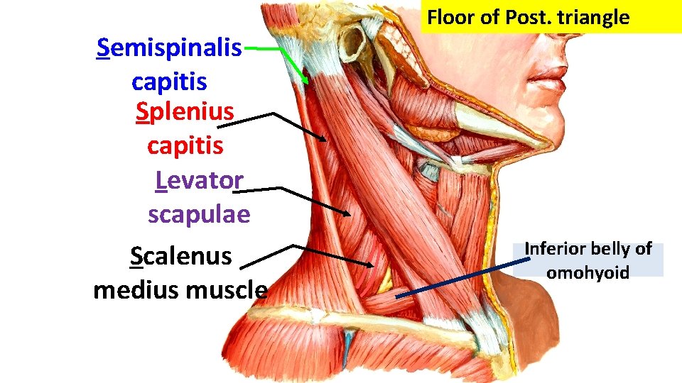 Semispinalis capitis Splenius capitis Levator scapulae Scalenus medius muscle Floor of Post. triangle Inferior