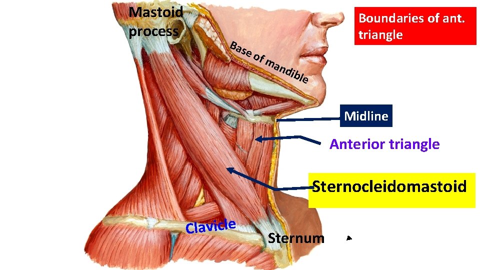 Mastoid process Bas eo Boundaries of ant. triangle fm and ible Midline Anterior triangle
