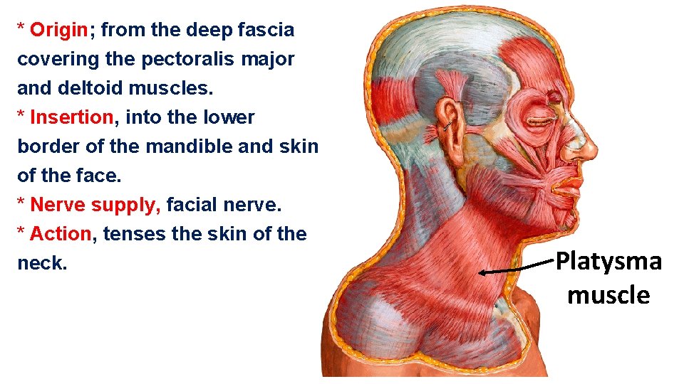 * Origin; from the deep fascia covering the pectoralis major and deltoid muscles. *