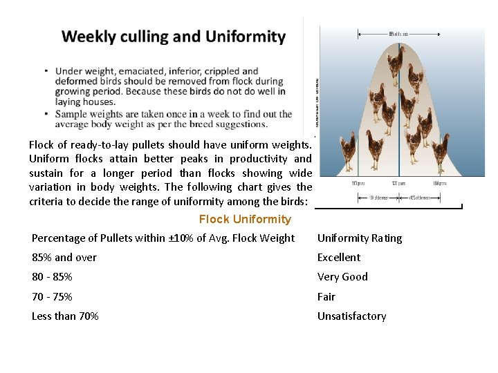 Flock of ready-to-lay pullets should have uniform weights. Uniform flocks attain better peaks in