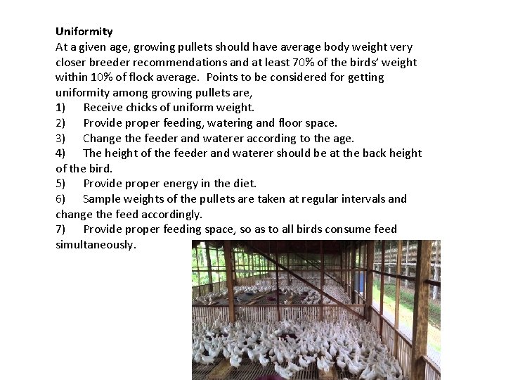 Uniformity At a given age, growing pullets should have average body weight very closer