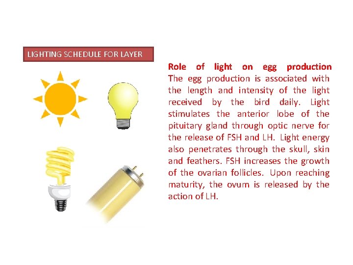 LIGHTING SCHEDULE FOR LAYER Role of light on egg production The egg production is