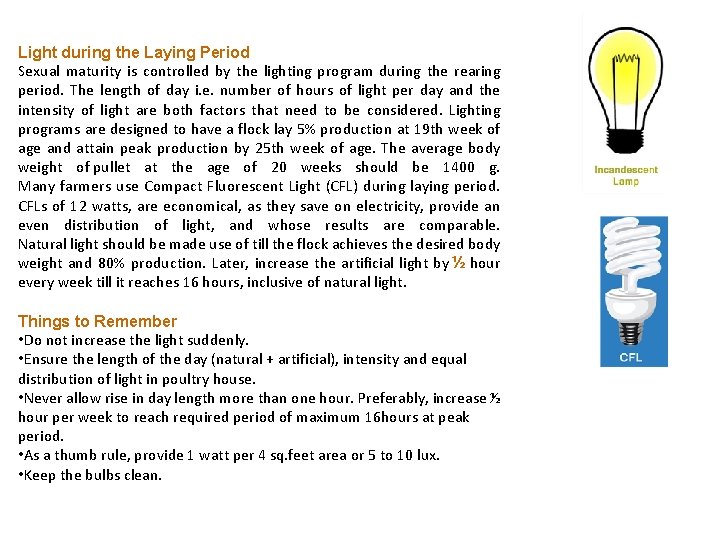 Light during the Laying Period Sexual maturity is controlled by the lighting program during