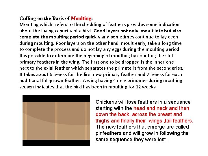 Culling on the Basis of Moulting: Moulting which refers to the shedding of feathers