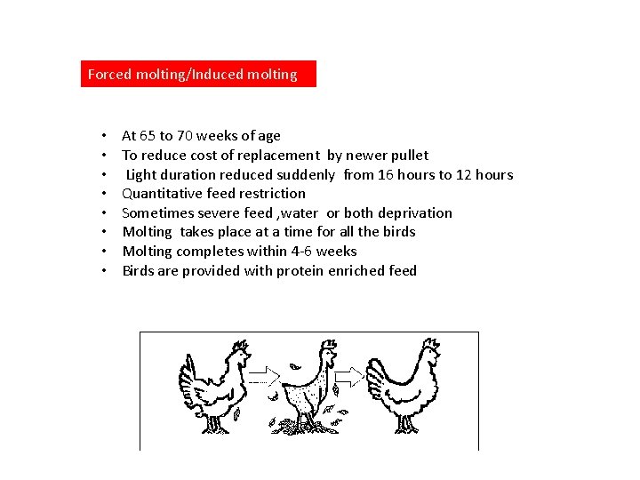 Forced molting/Induced molting • • At 65 to 70 weeks of age To reduce