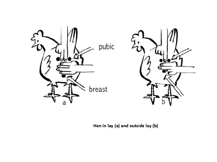 Hen in lay (a) and outside lay (b) 