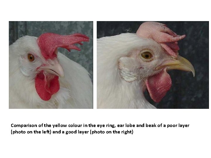Comparison of the yellow colour in the eye ring, ear lobe and beak of