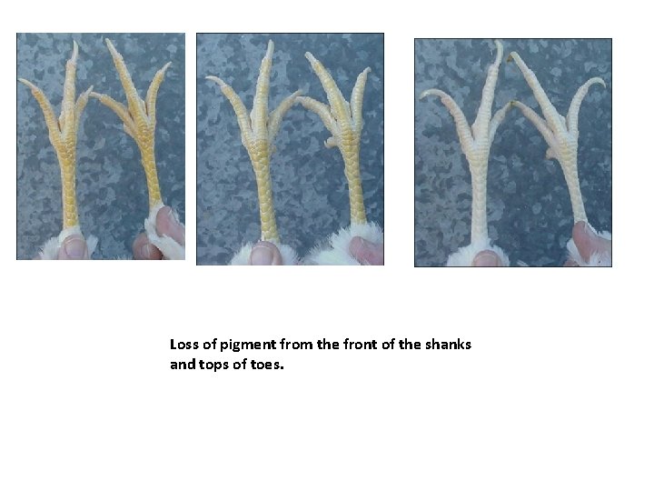 Loss of pigment from the front of the shanks and tops of toes. 