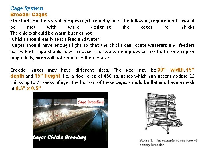 Cage System Brooder Cages • The birds can be reared in cages right from
