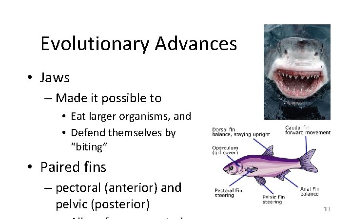 Evolutionary Advances • Jaws – Made it possible to • Eat larger organisms, and