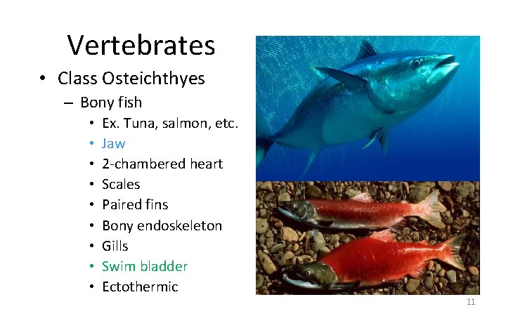 Vertebrates • Class Osteichthyes – Bony fish • • • Ex. Tuna, salmon, etc.