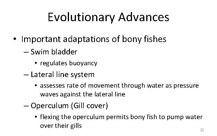 Evolutionary Advances • Important adaptations of bony fishes – Swim bladder • regulates buoyancy