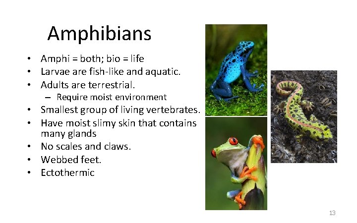 Amphibians • Amphi = both; bio = life • Larvae are fish-like and aquatic.