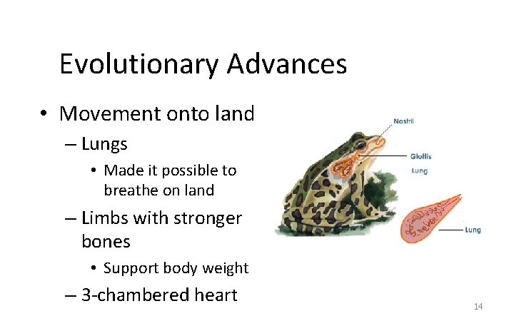 Evolutionary Advances • Movement onto land – Lungs • Made it possible to breathe