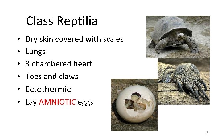 Class Reptilia • • Dry skin covered with scales. Lungs 3 chambered heart Toes