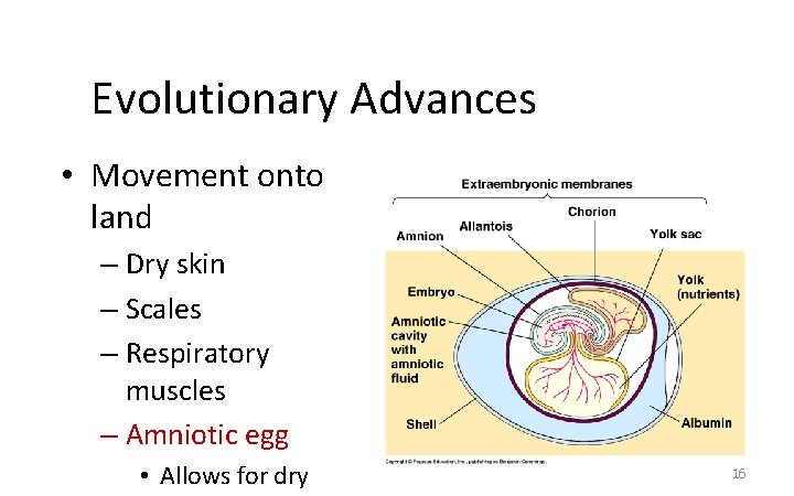 Evolutionary Advances • Movement onto land – Dry skin – Scales – Respiratory muscles