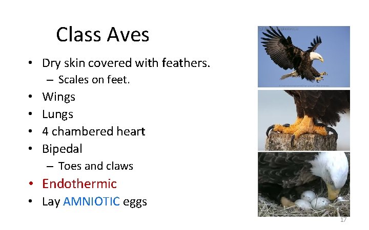 Class Aves • Dry skin covered with feathers. – Scales on feet. • •