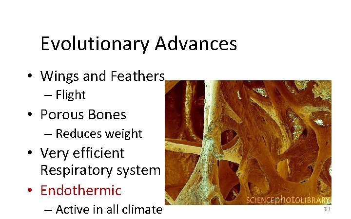 Evolutionary Advances • Wings and Feathers – Flight • Porous Bones – Reduces weight