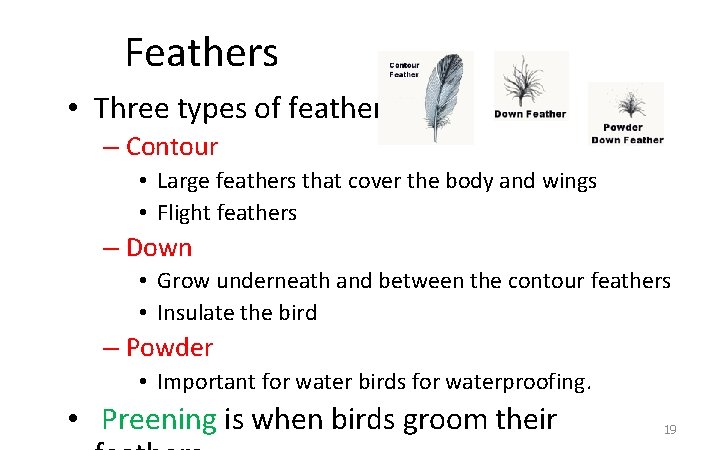 Feathers • Three types of feathers: – Contour • Large feathers that cover the