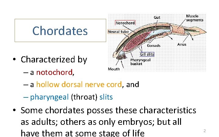 Chordates • Characterized by – a notochord, – a hollow dorsal nerve cord, and