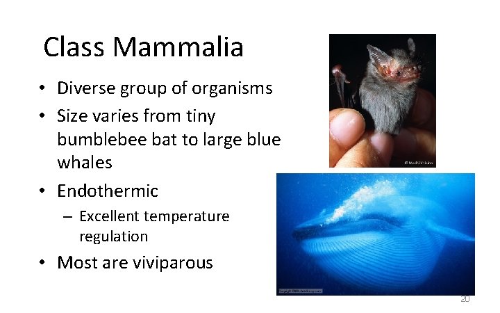 Class Mammalia • Diverse group of organisms • Size varies from tiny bumblebee bat