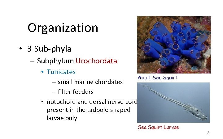 Organization • 3 Sub-phyla – Subphylum Urochordata • Tunicates – small marine chordates –