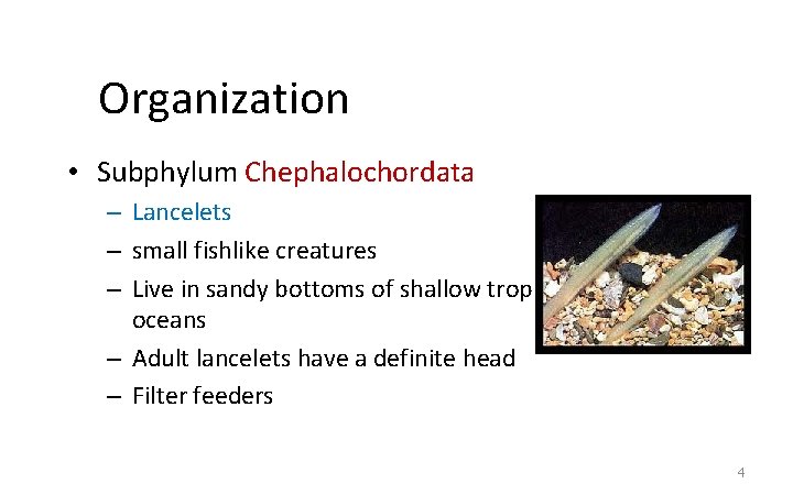 Organization • Subphylum Chephalochordata – Lancelets – small fishlike creatures – Live in sandy