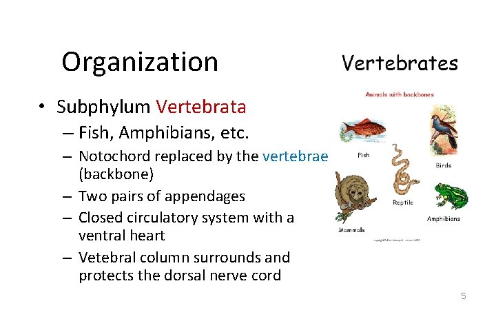 Organization • Subphylum Vertebrata – Fish, Amphibians, etc. – Notochord replaced by the vertebrae