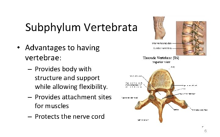 Subphylum Vertebrata • Advantages to having vertebrae: – Provides body with structure and support