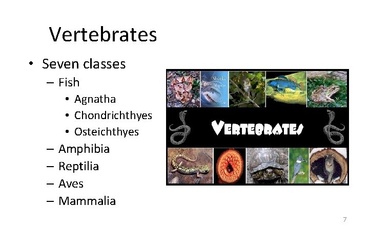 Vertebrates • Seven classes – Fish • Agnatha • Chondrichthyes • Osteichthyes – Amphibia