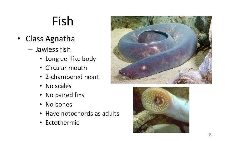 Fish • Class Agnatha – Jawless fish • • Long eel-like body Circular mouth